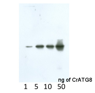 western blot using anti-ATG8 antibodies on recombiant CrATG8